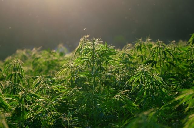 У жителя Таганрога дома нашли 136 граммов марихуаны