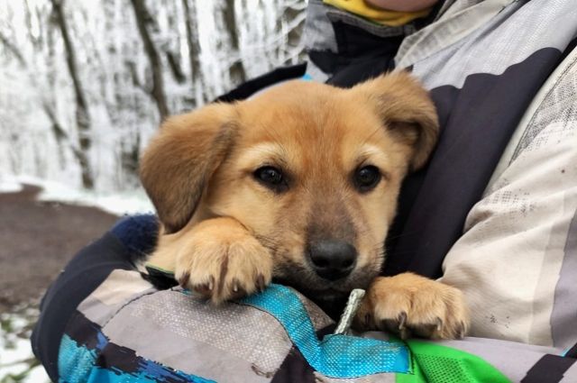 Школьники в Ставрополе спасают щенков от холода и голода