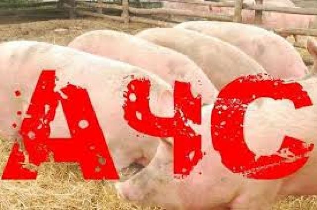 На новочебоксарском предприятии отменен карантин по африканской чуме свиней