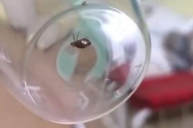 Несмотря на все принимаемые меры, насекомые регулярно заносятся новыми пациентами.  Уборки и дезинфекция проводятся при каждом случае выявления.