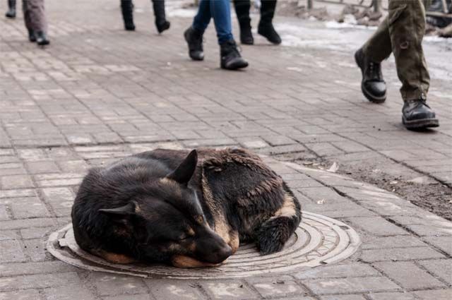 В Удмуртии насчитывается около семи тысяч бездомных животных, 80 % из них когда-то имели любящих и заботливых хозяев. 
