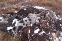 В Оренбургском районе в лесу нашли 15 погибших от африканской чумы свиней.