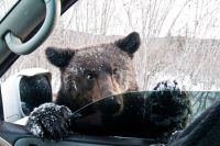 Бурый медведь попрошайничает на автодороге в Сахалинской области.