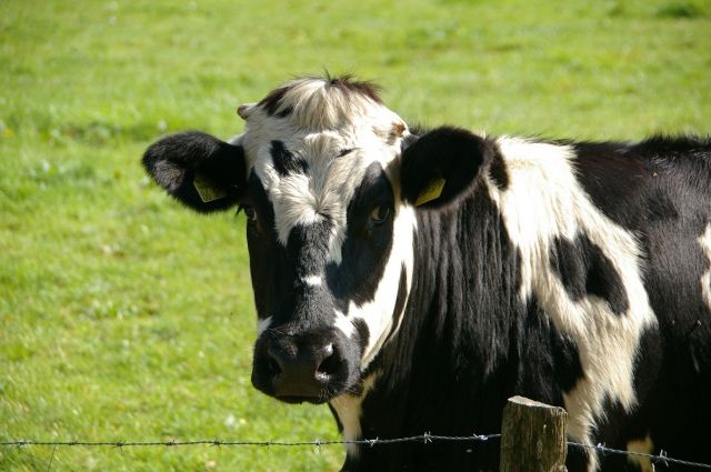 В нескольких регионах Омской области ввели карантин из-за лейкоза коров