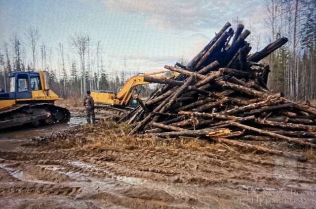 Пермяк вместе со своей бригадой нелегально вырубил деревьев на 6 млн рублей