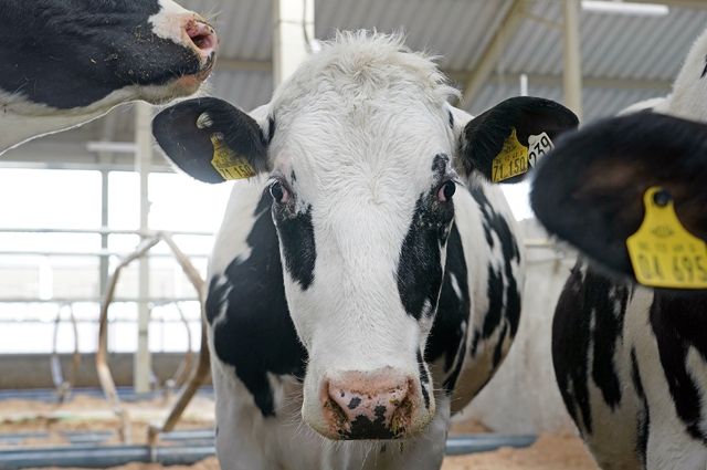 Молоко повысилось в цене на 5%, а корма для коров – в два раза.