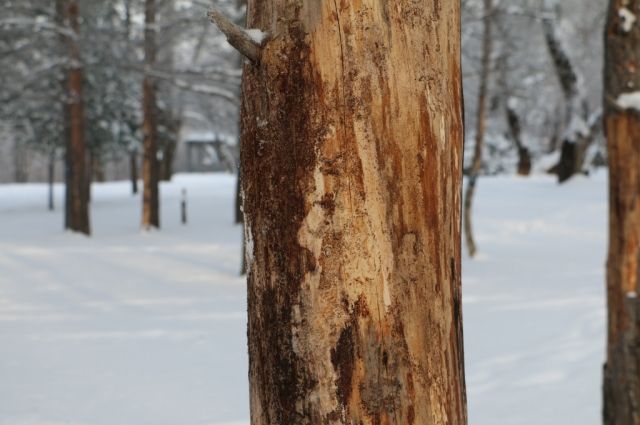 В Хабаровском парке «Динамо» вырубят деревья