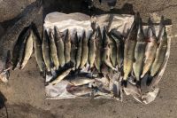 Жителю Кувандыкского ГО грозит уголовный срок за незаконную рыбалку. 