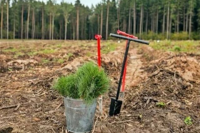 В Нижегородской области высадили почти три млн хвойных деревьев