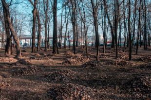 В Днепре во время уборки листьев обнаружили человеческие кости