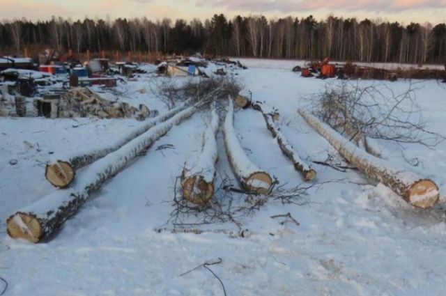 лоумышленник незаконно срубил березу и осину общим объемом более 6 кубометров.