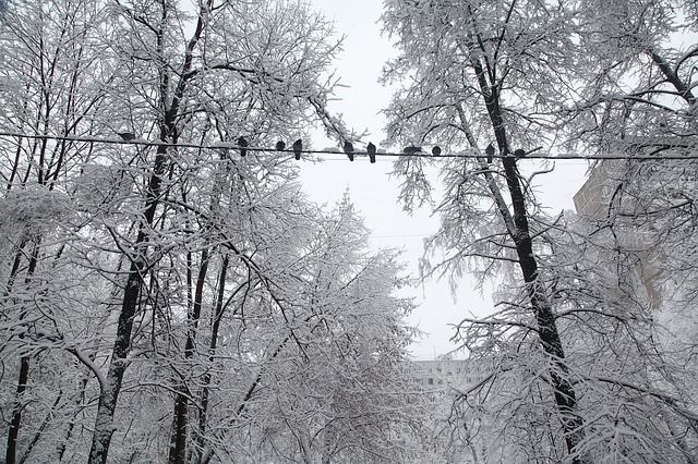Перебои с электричеством возникли в Псковской области из-за налипания снега