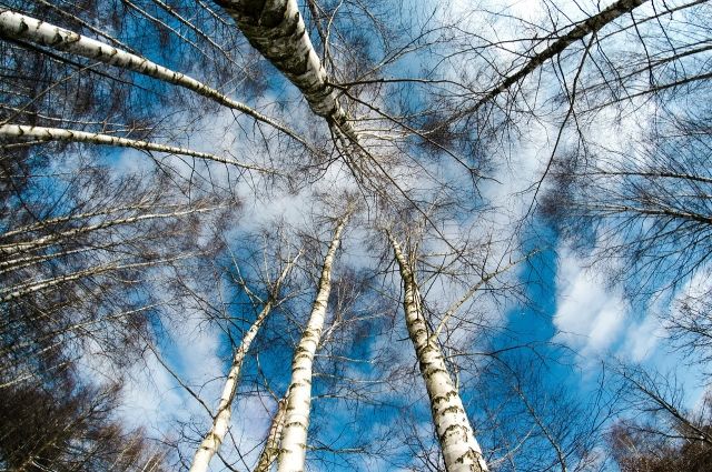 В пригороде Барнаула сносят аварийные деревья