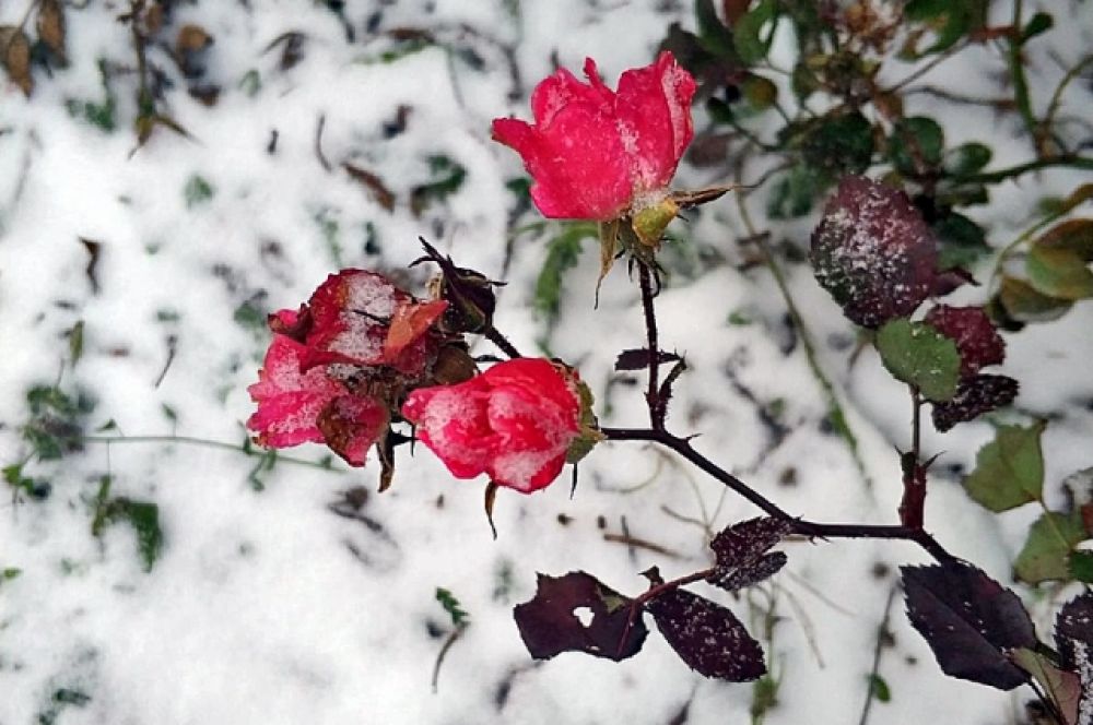 Наслаждаются хрупкой красотой цветов под снегом...