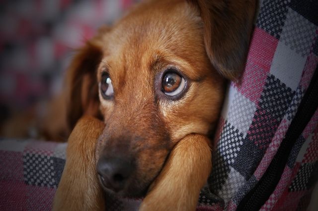 Скулила несколько дней: во Владивостоке спасли собаку, запертую в гараже