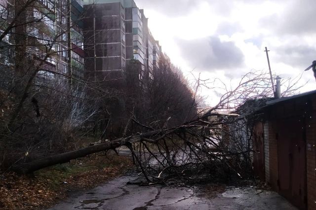 В Курске из-за сильного ветра упали несколько деревьев и столб