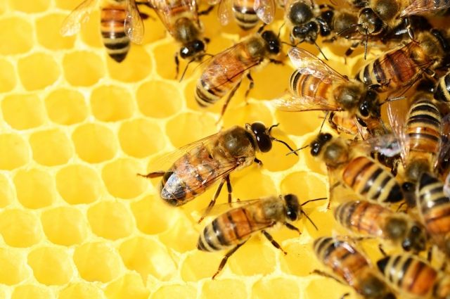 В Вельском районе Архангельской области в КФХ выявлен варроатоз пчёл