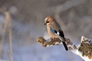Синоптики рассказали, какой будет погода в первые дни декабря.