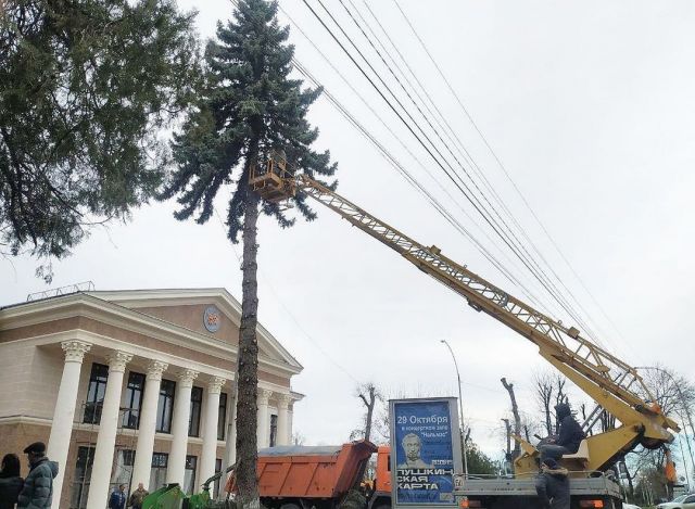 В Майкопе возле Пушкинского народного дома высадят четырёхметровые ели