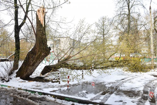Во Владимирской области после бури упало 15 деревьев и пострадали три авто