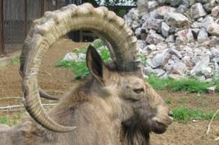 В Республике Алтай ввели мораторий на добычу козерога на три года