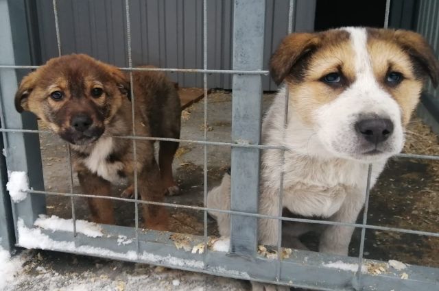В Суздальском районе построят приют для бездомных животных на 300 мест