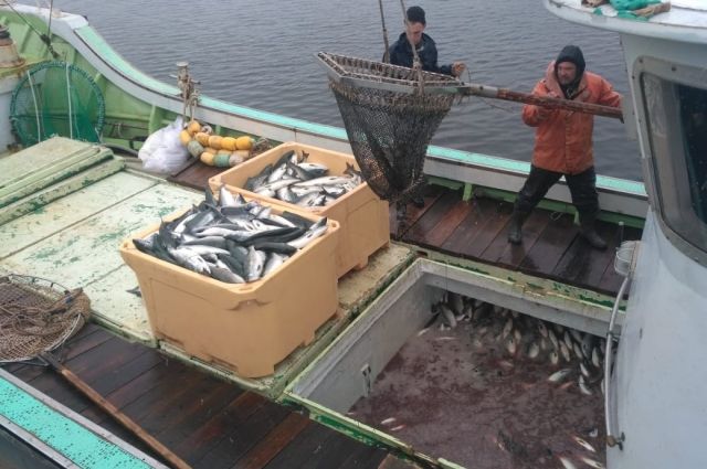 В Хабаровском крае изъято 25 тонн незаконно добытой рыбы
