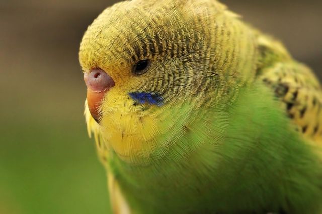 Мошенник выручил 36 тысяч, «продав» краснодарке попугая через интернет