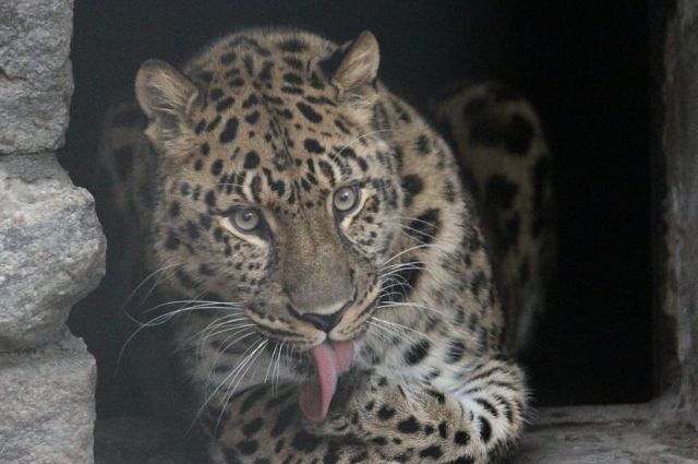 Леопарда из калининградского зоопарка научили сдавать анализ крови