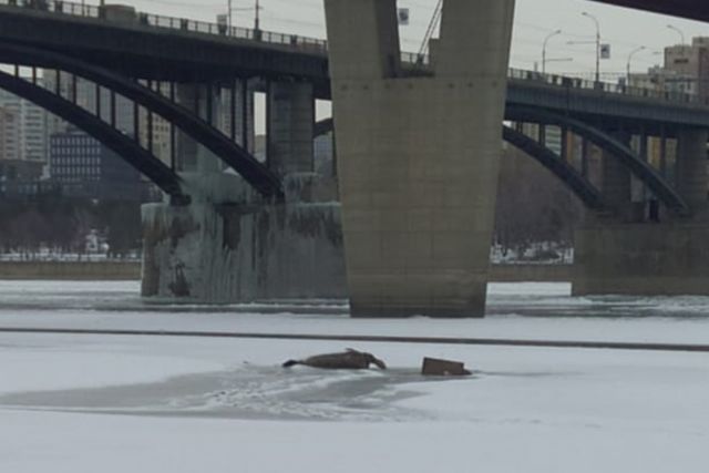 Жители Новосибирска приняли вмёрзшую в лёд корягу на Оби за тело человека