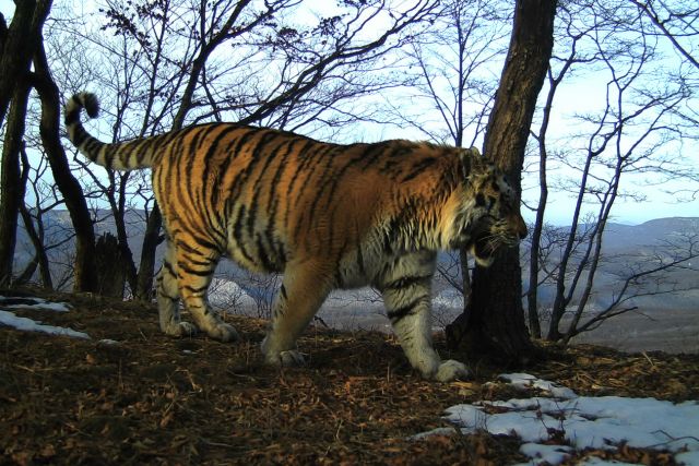В Приморье выловили амурского тигра, нападавшего на собак