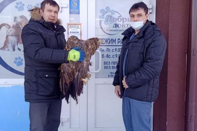 Краснокнижного орлана-белохвоста заметил житель села Усть-Волчиха 