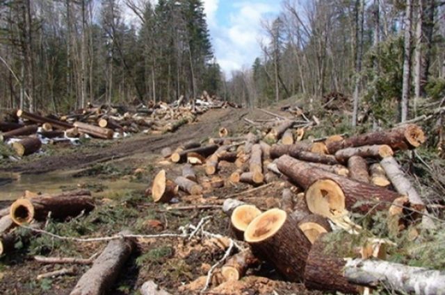 Спутник рассмотрел в лесах Ульяновской области 10 незаконных вырубок