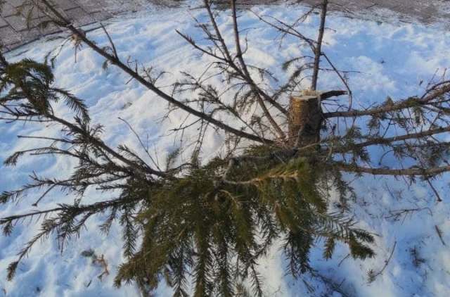 Уголовное дело возбудили из-за вырубки четырехметровой ели в Челябинске