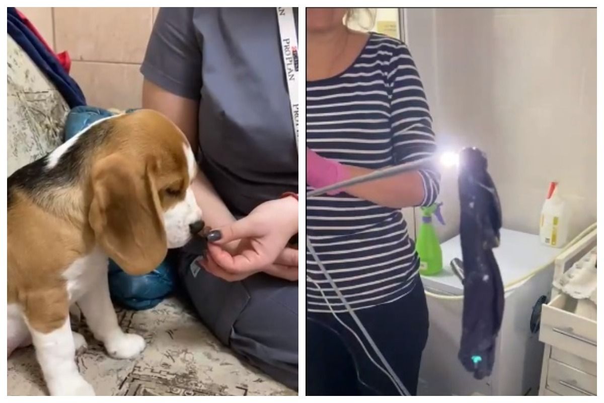 Собака съела носок. Главный ветеринар в Новосибирске.