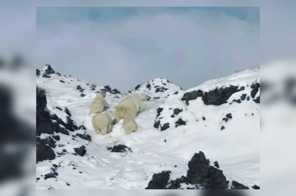 Состояние якутии. Белый медведь в Якутии. Остров в якутий Медведица. Якутия подсчет белых медведей. Медведица Ольшванга в Якутии.