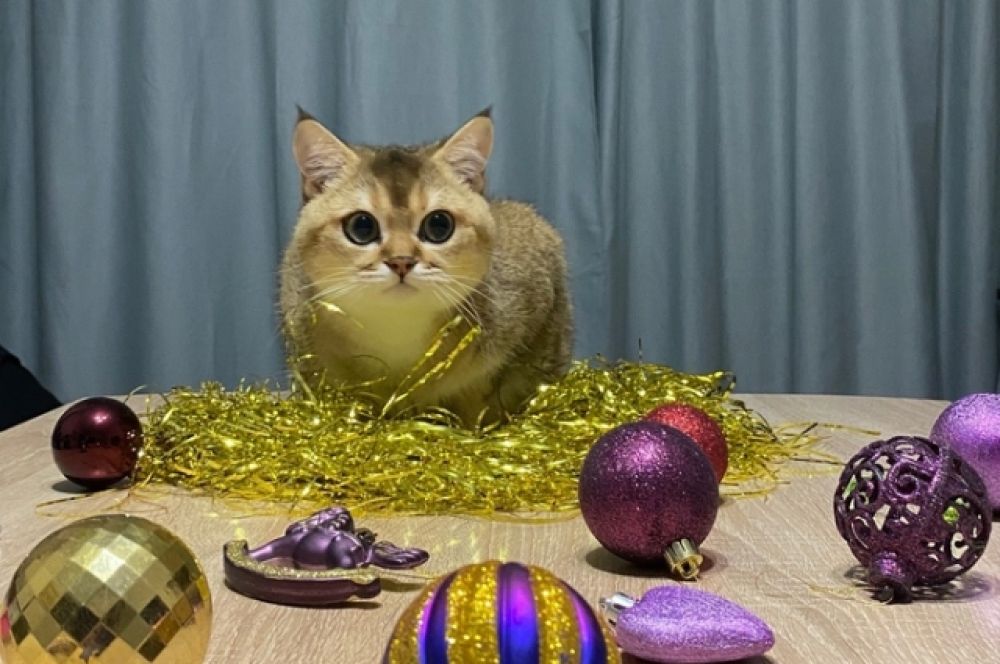 Кот Спуки, хозяин Иван Бражников.