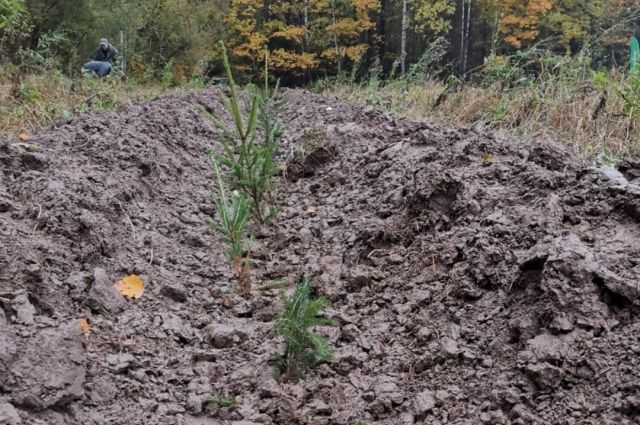 В нижегородских питомниках выращено более 17 млн саженцев хвойных растений