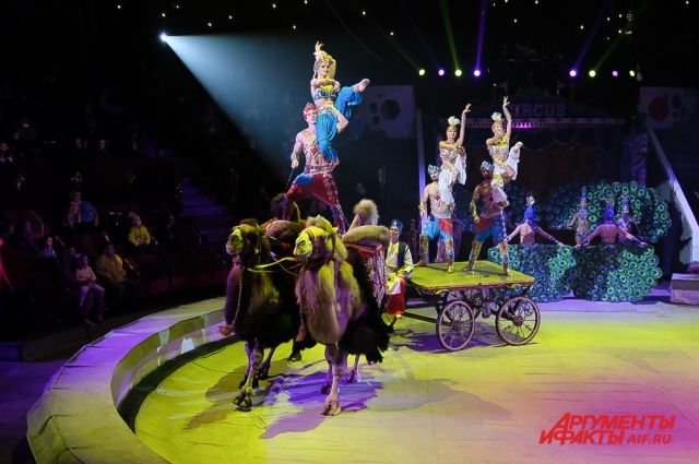 Шоу «5 континентов» — в Пермском цирке.