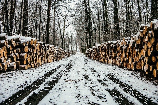 В Кузбассе выявлена незаконная вырубка леса