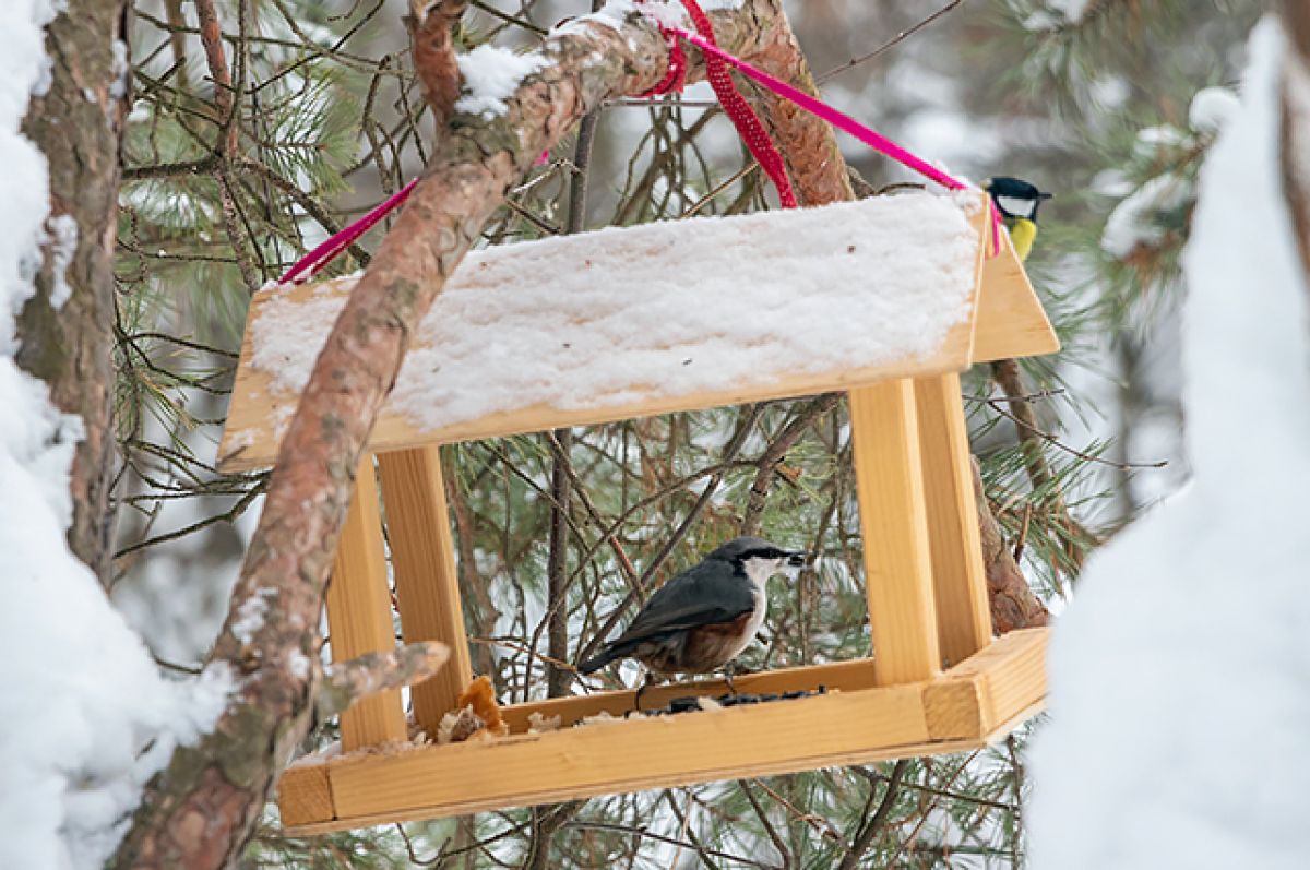 Как правильно кормить птиц зимой: 5 советов
