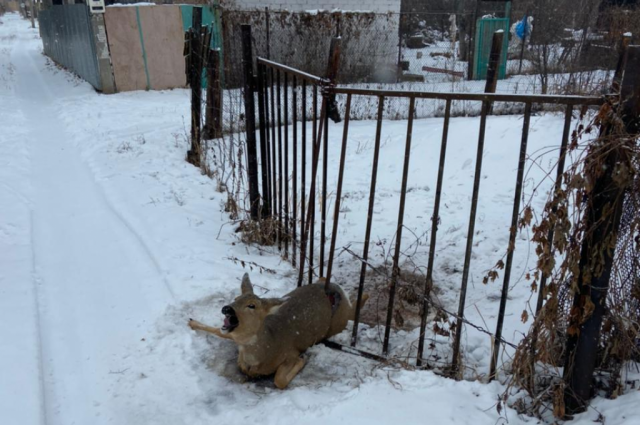 В колхозе им. Ленина спасатели освободили косулю, застрявшую в заборе.