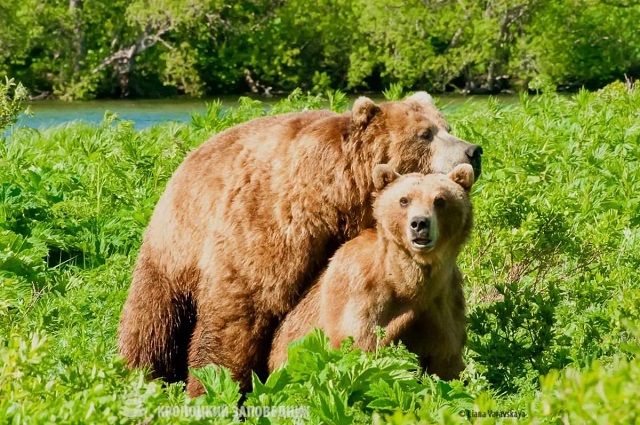 Инспектор камчатского заповедника приоткрыла тайну интимной жизни медведей