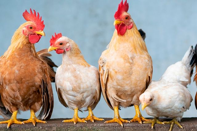 Больше 16,5 тонн мяса птицы привезли на ярмарки в Набережные Челны
