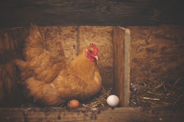 В Омской области уменьшилось производство курятины и яиц