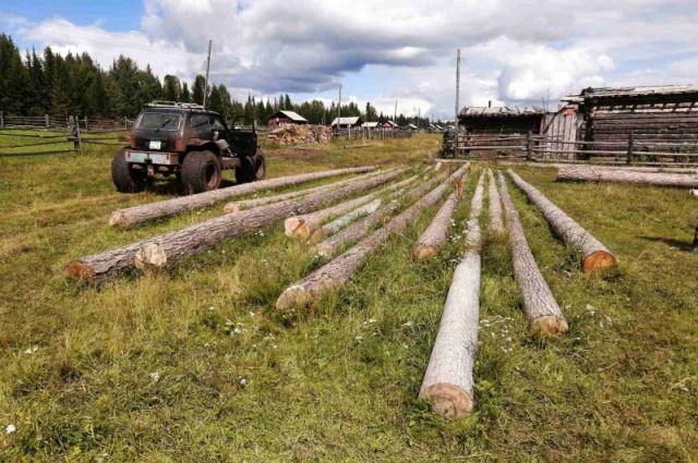 Ущерб от чёрных лесорубов оценили в 12 млн рублей.