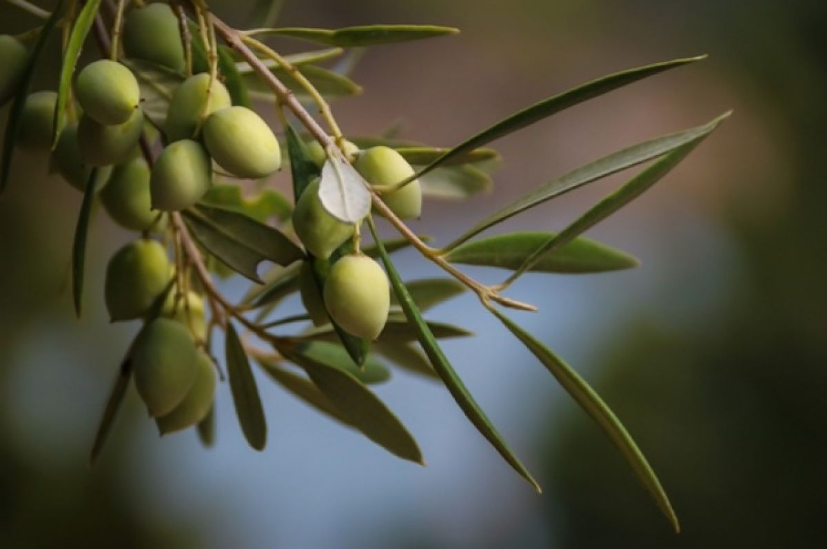 Оливки польза и вред для организма Здоровье АиФ Украина