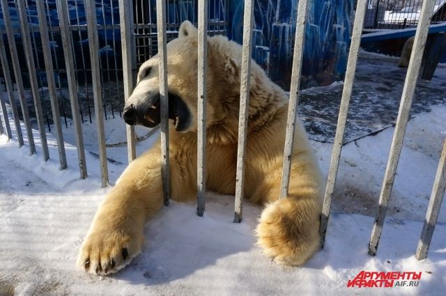 Дмитрий Махонин рассказал, когда сдадут первую очередь зоопарка в Перми