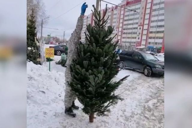Такие деревья выращивают в Дании для Рождества.