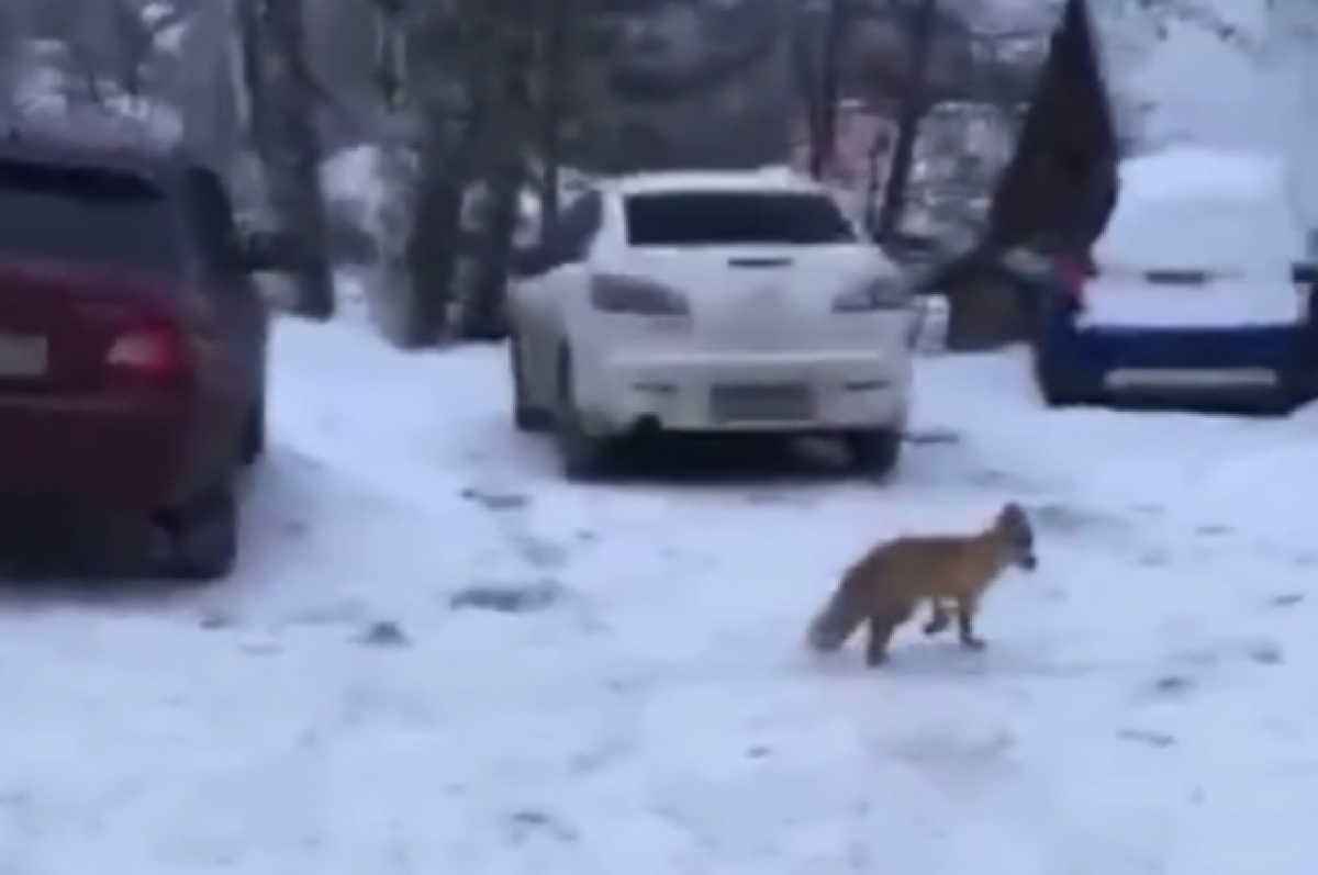 В Новосибирске сняли на видео любопытную лису в черте города | АиФ  Новосибирск